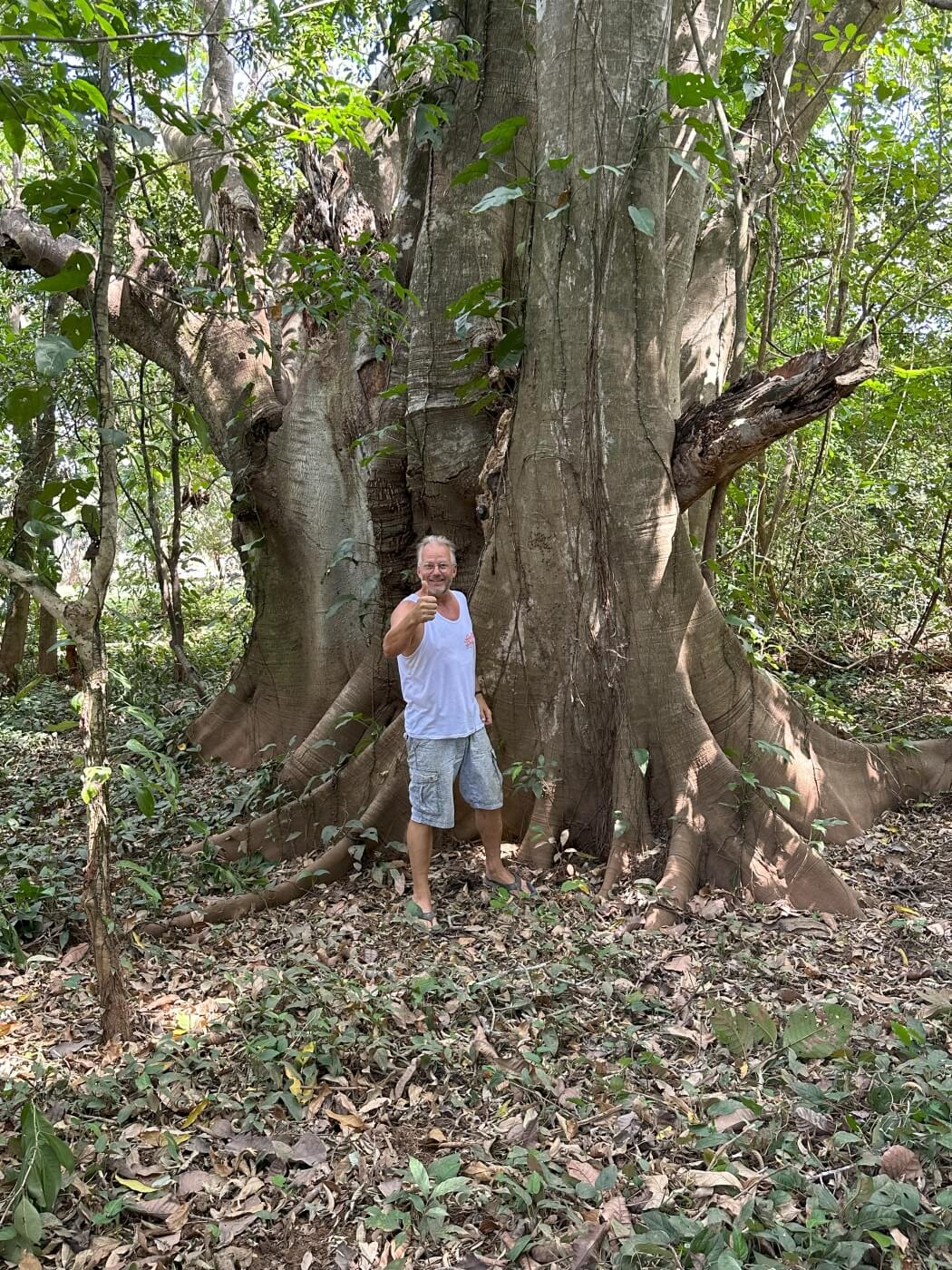 Pieter with thumbs up before a giant tree Pieter with thumbs up before a giant tree