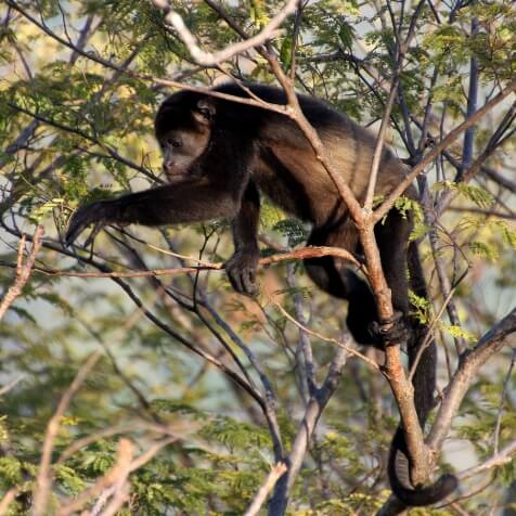 Howler monkey in tree in Samara