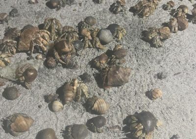 Hermid crabs on the beach of Barrigona, Costa Rica