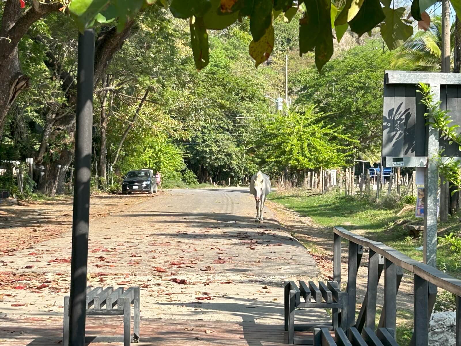 Horse on the street at Samara beach entrance