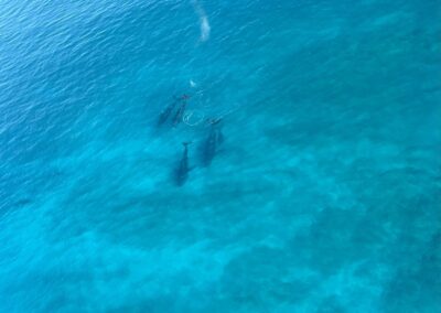 Watching whales from a gyrocopter