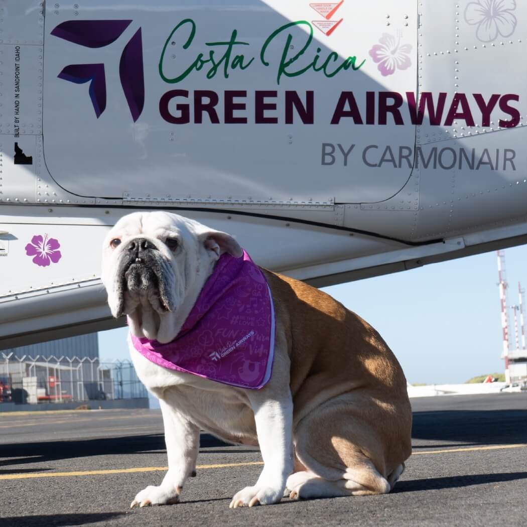 Dog-flying-in-Private-Charter-to-Samara Dog flying in private Charter to Samara Beach