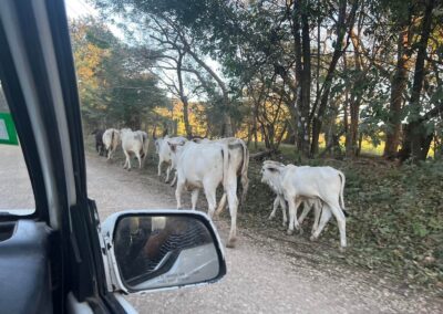 Cows on the road in Costa Rica