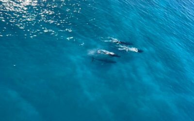 Amazing whales and turtles spotting from the sky