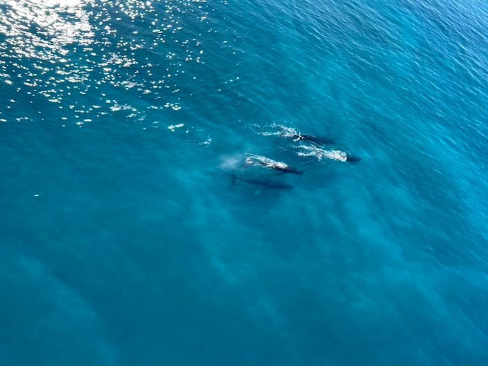 Amazing whales and turtles spotting from the sky