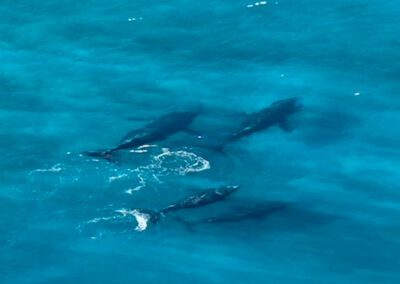 Four whales from the air