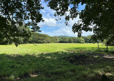 Guanacaste trees in Costa Rica