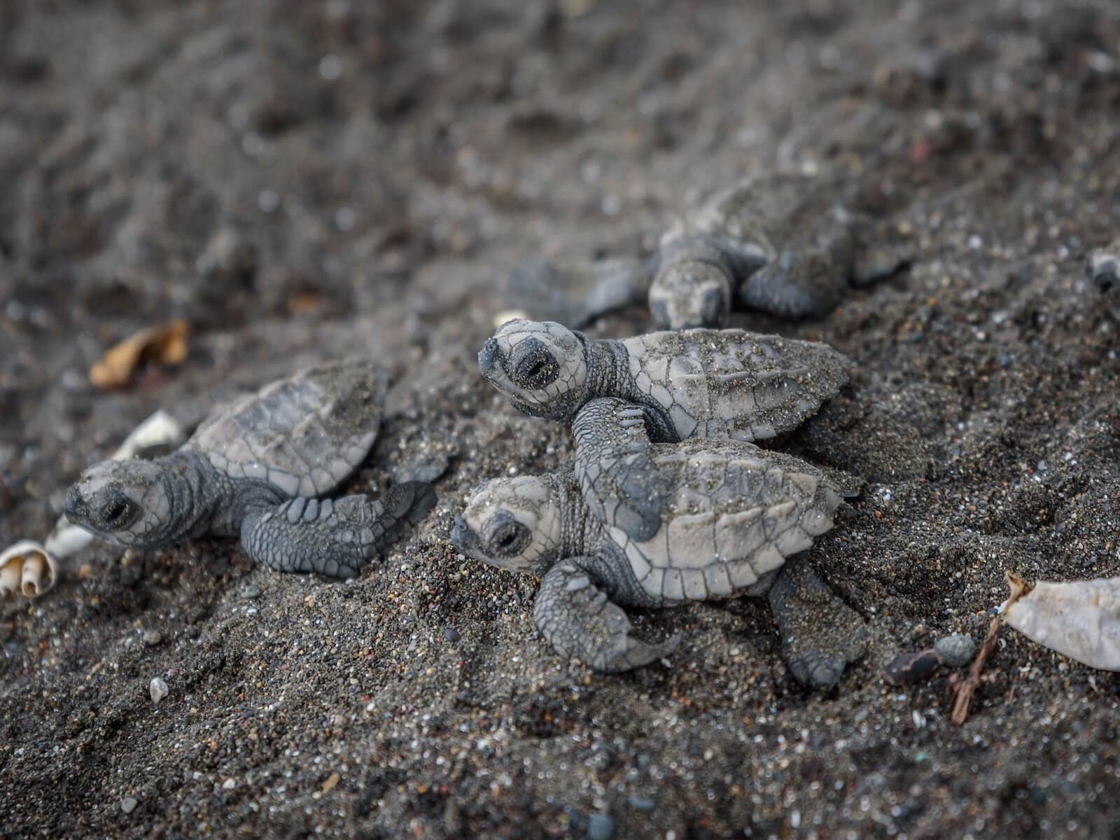 looking for turtles at the arribada in Costa Rica