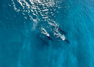 whatching whales from gyrocopter