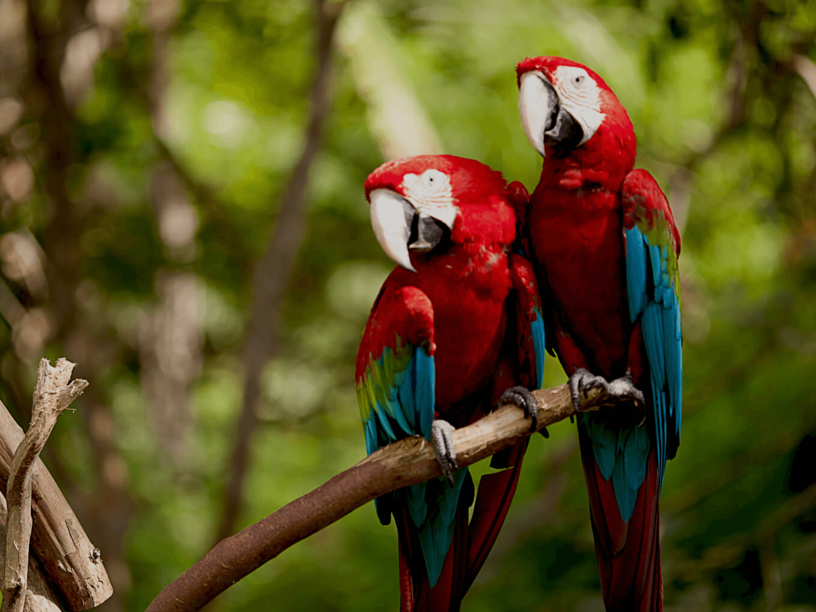 Macaw Tour one of the Fun things to do in Samara Beach