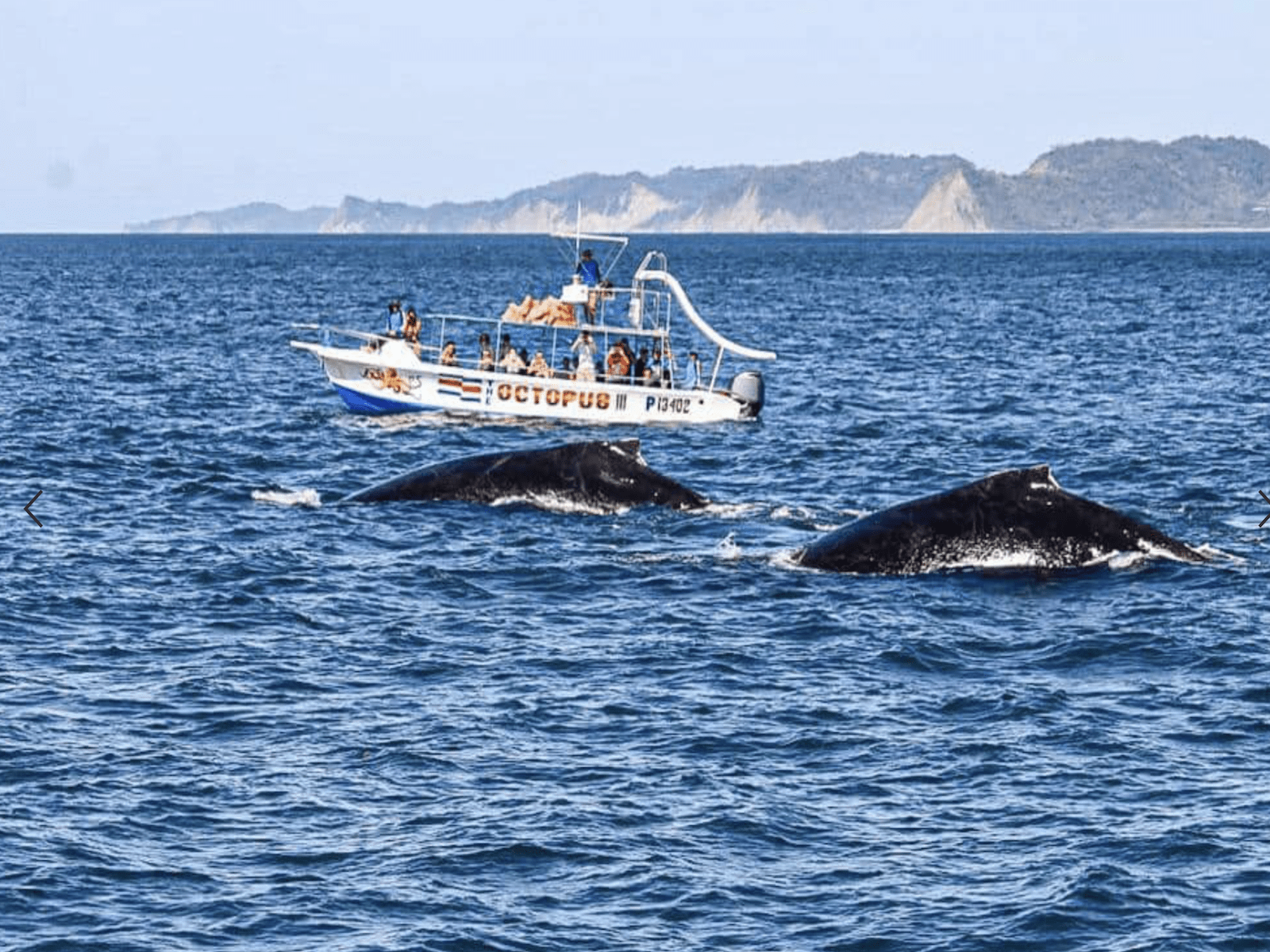 Whales and dolphins spotting tour from Samara Beach